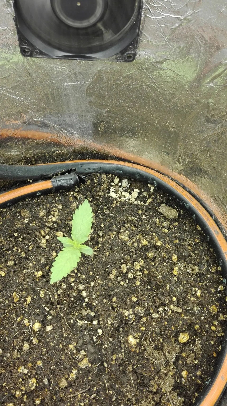 Cosecha Indoor de Spacebucket