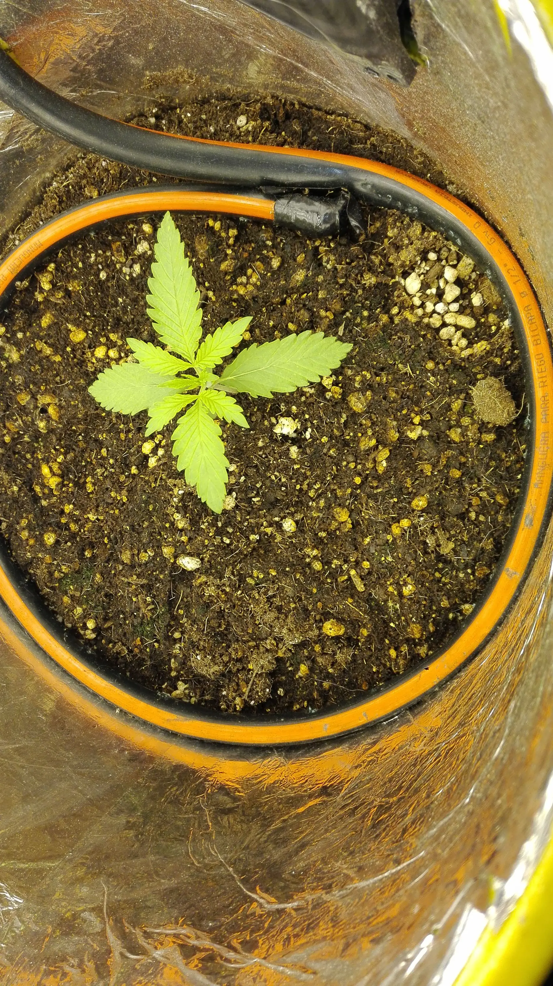 Marihuana