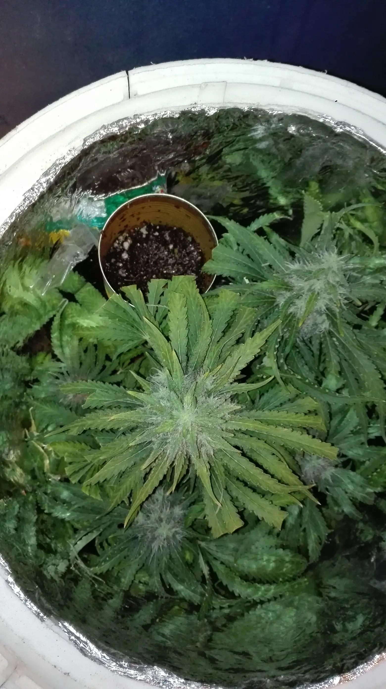 Cosecha Indoor de Spacebucket