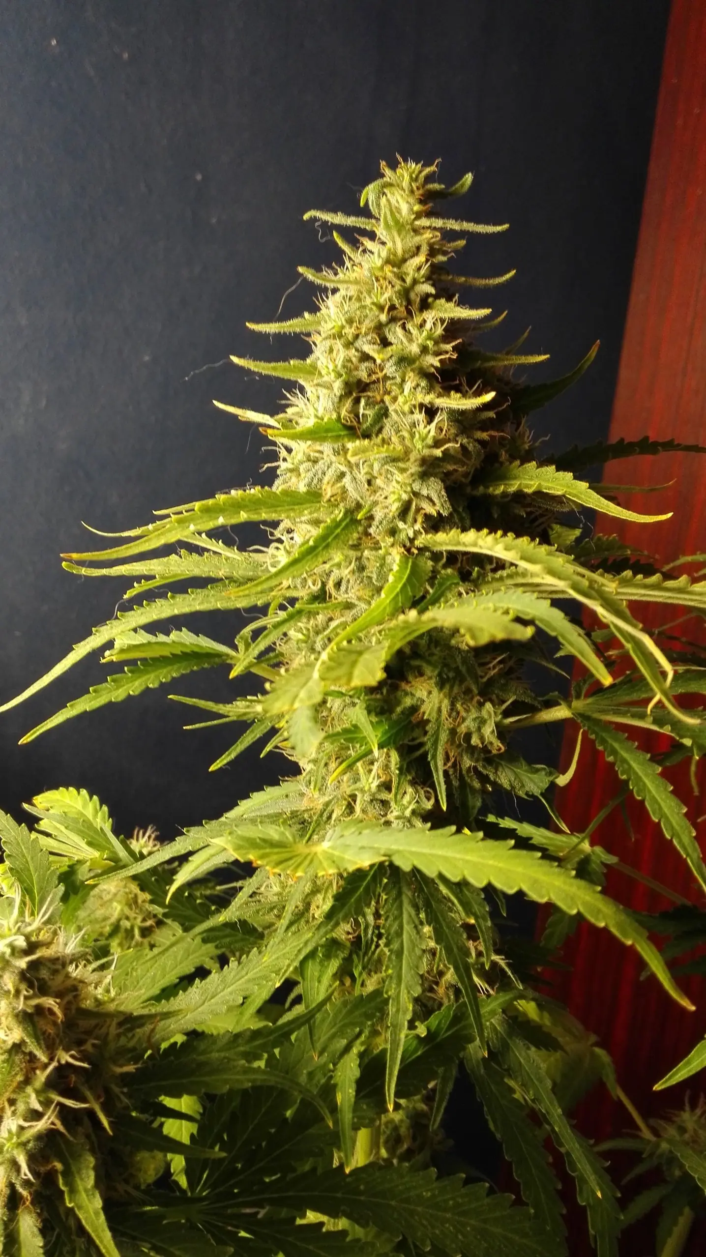 indoor