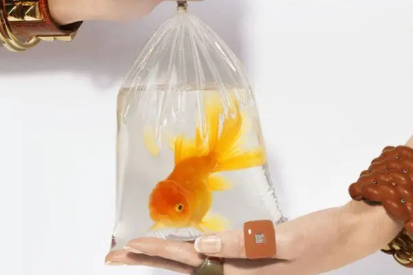 animales
