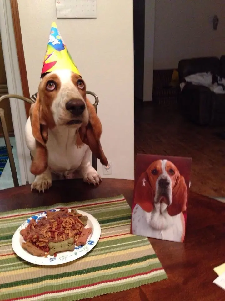 perros