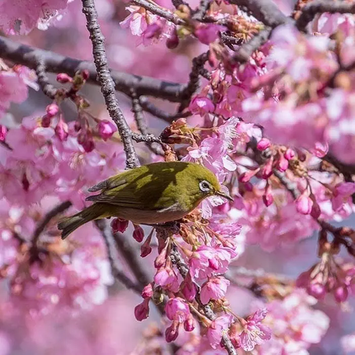 Japon