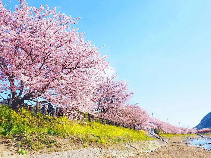 primavera