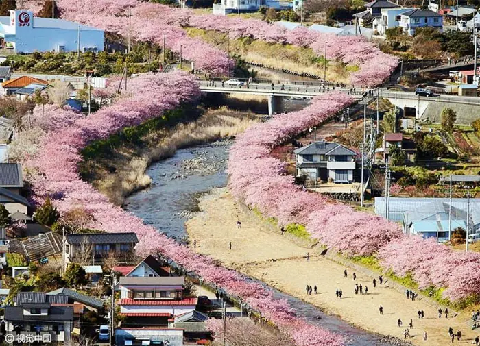 Los cerezos en flor acaban de florecer en pueblo japonés