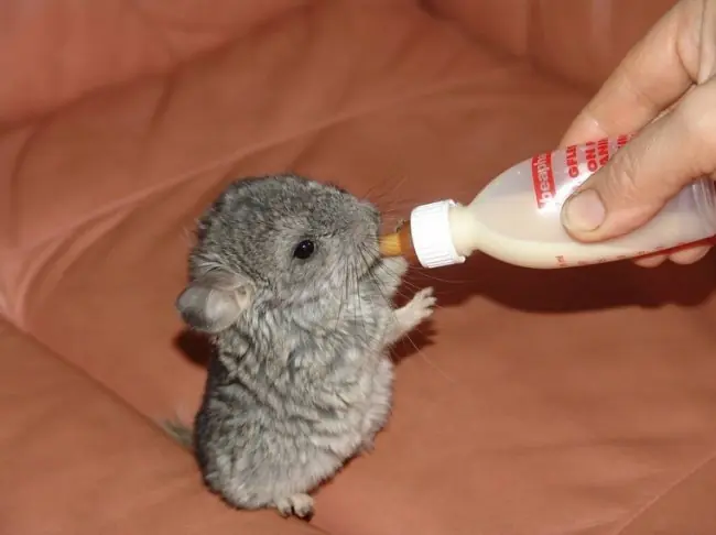 15 Animales que nunca habías visto recién nacidos