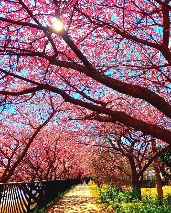 japon japon