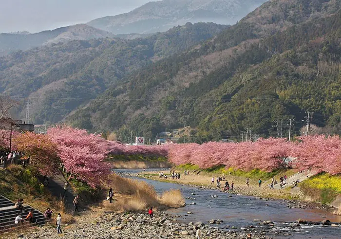 Los cerezos en flor acaban de florecer en pueblo japonés Los cerezos en flor acaban de florecer en pueblo japonés