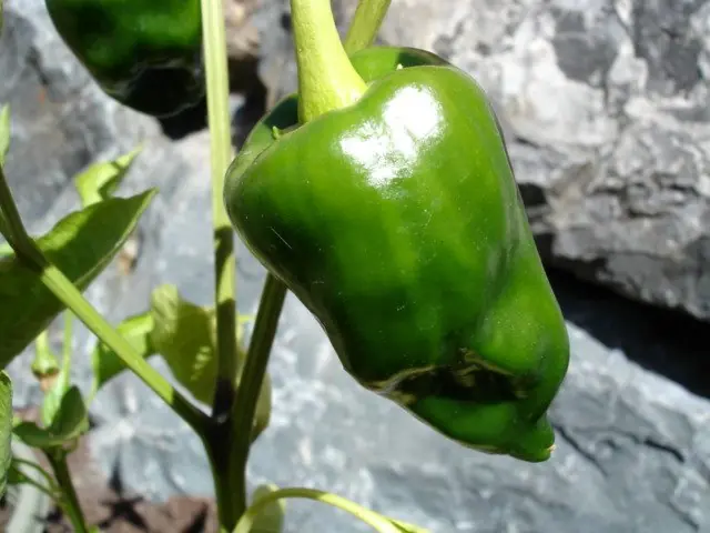 capsicum