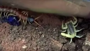Estas aburrido? entra y disfruta de estas peleas de insectos