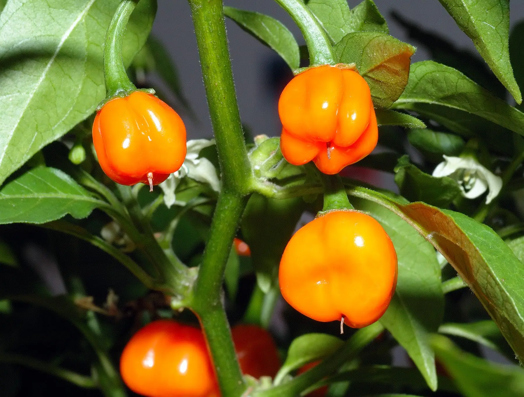 chiles
