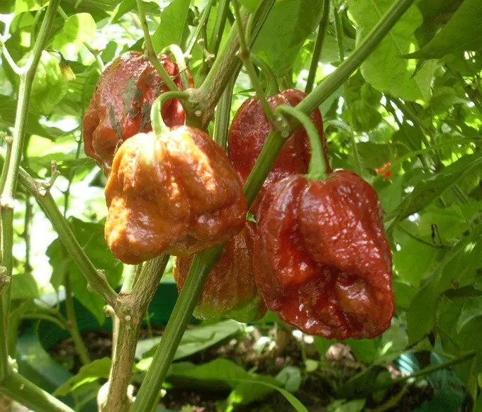 Aji