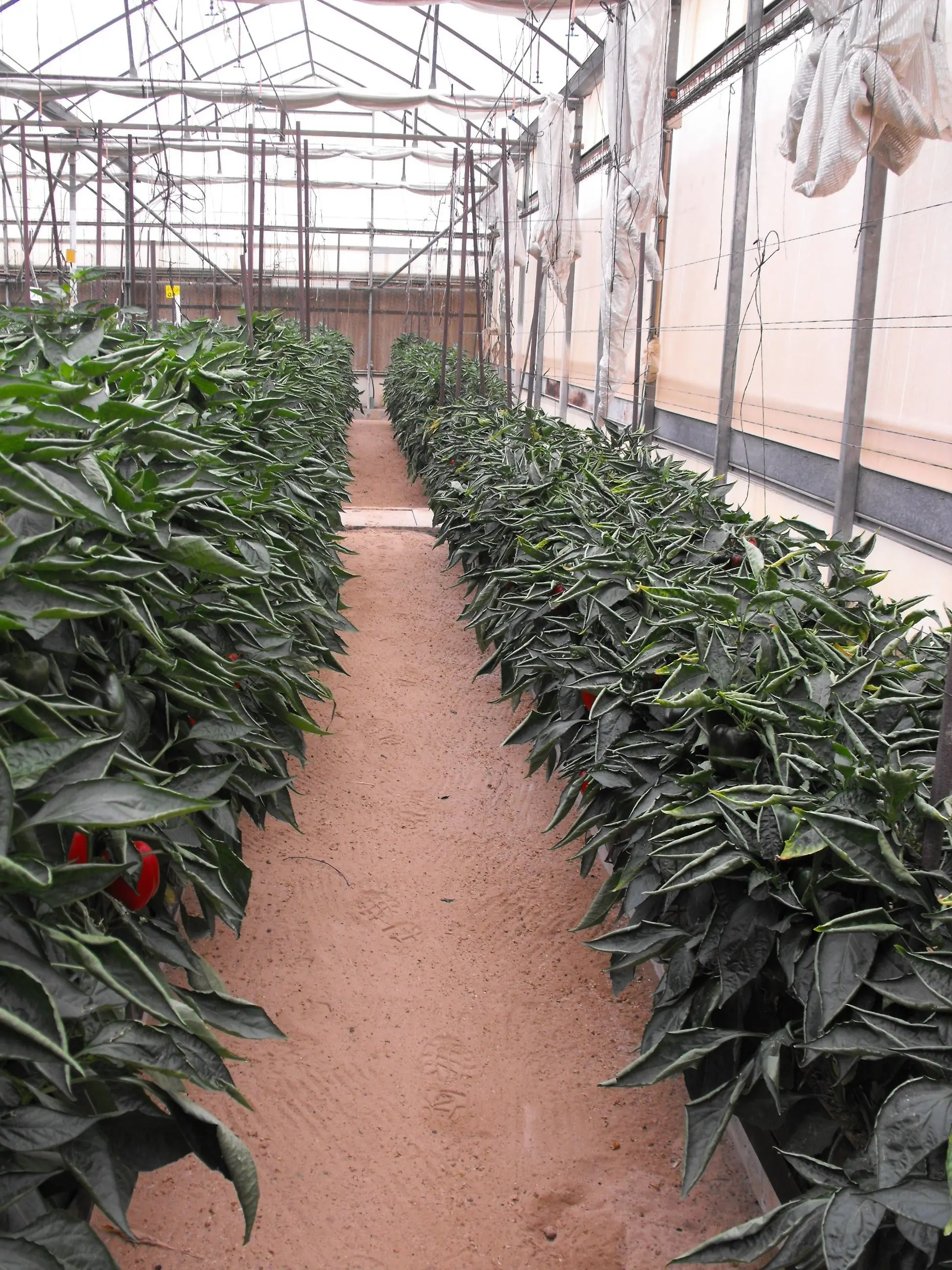 chiles