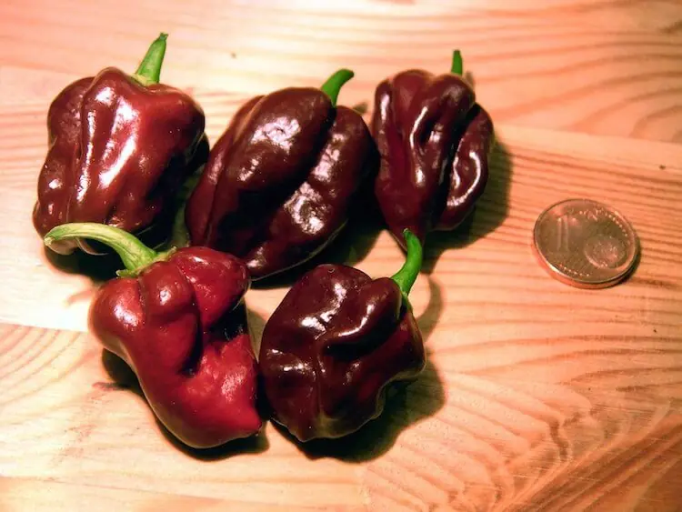 capsicum