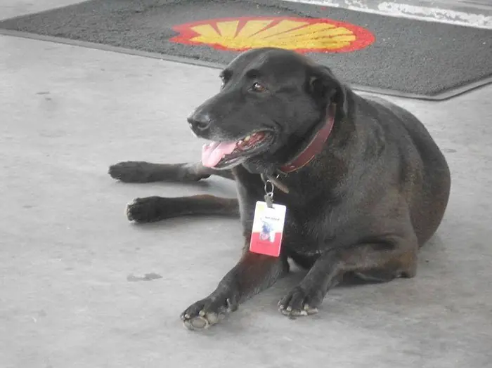 perro perro