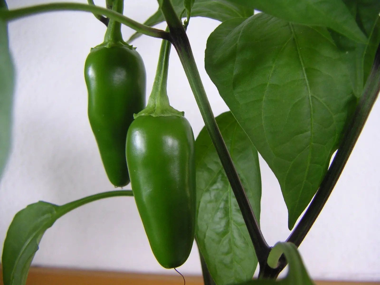 Aji