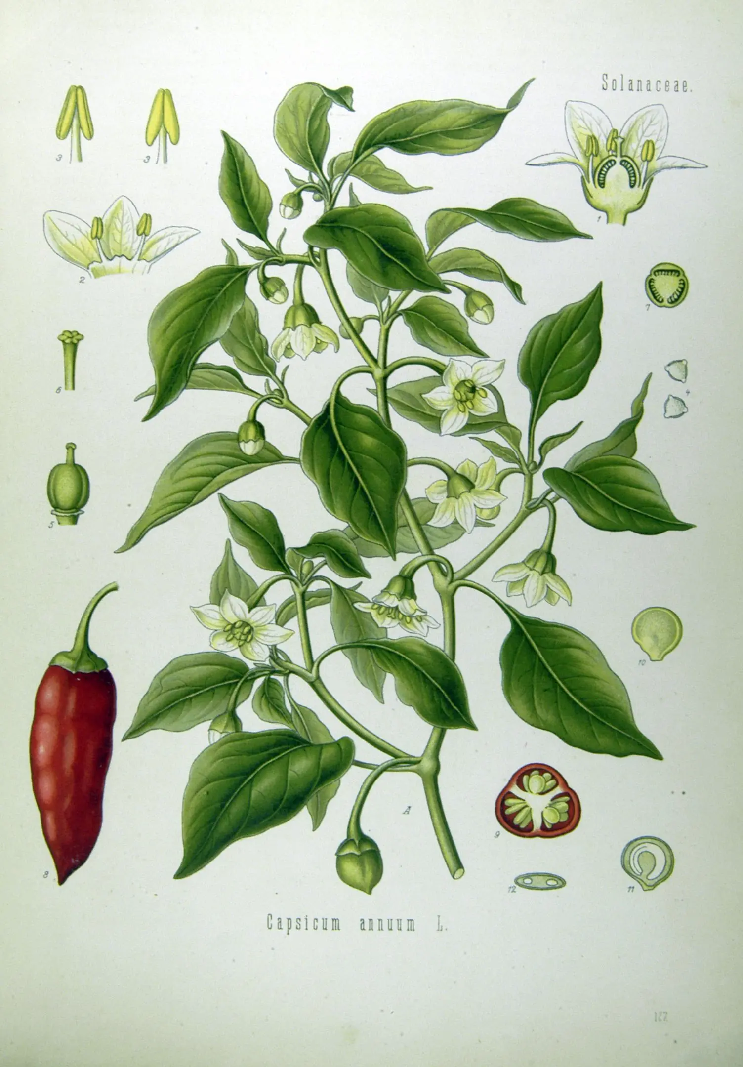 Aji