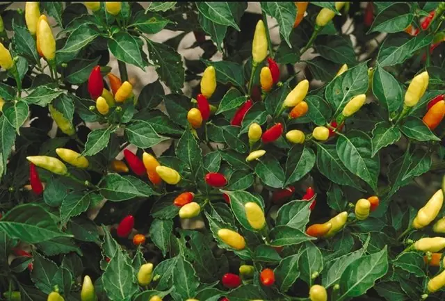 capsicum