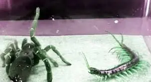 peleas de insectos