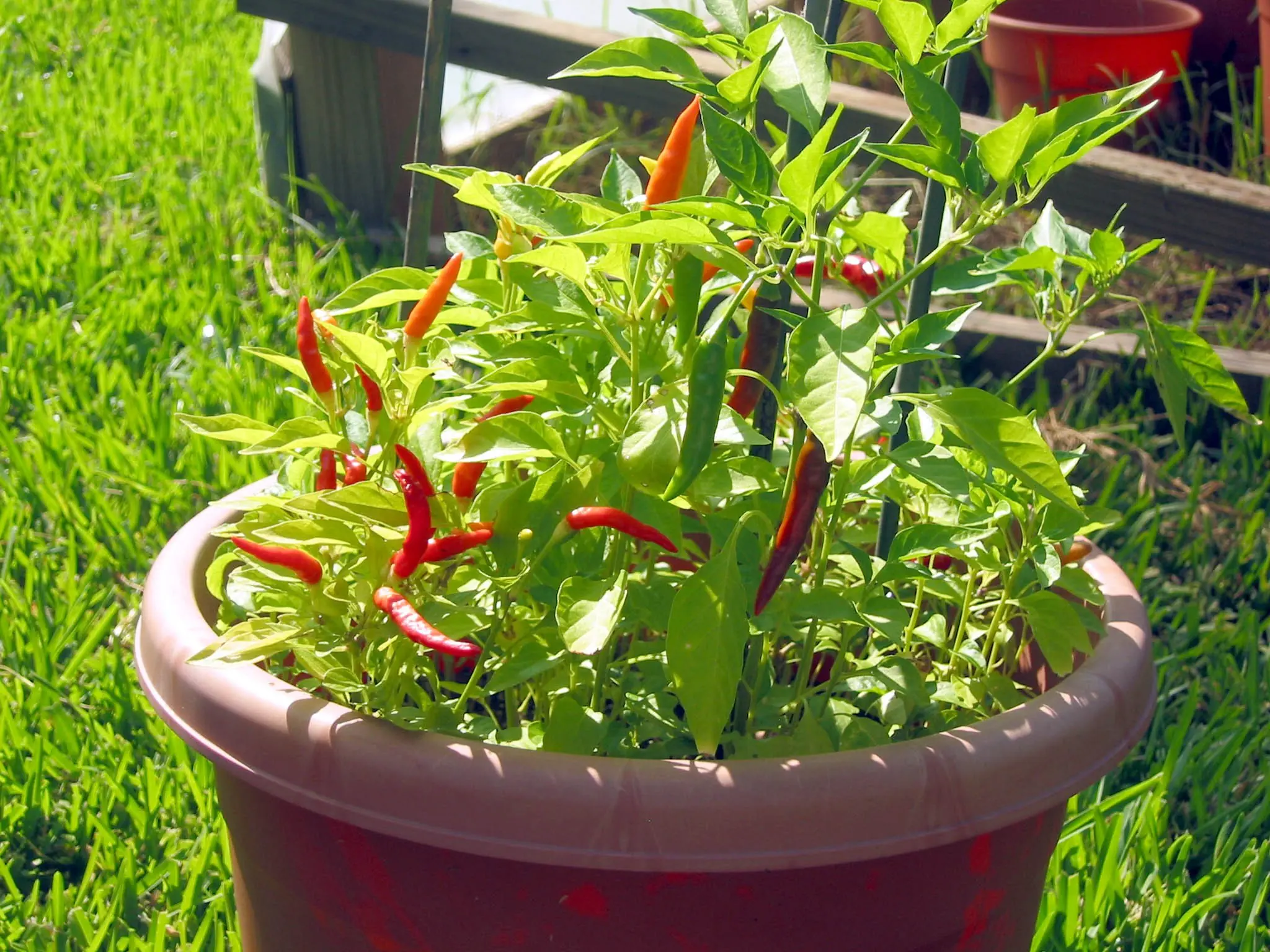 Aji