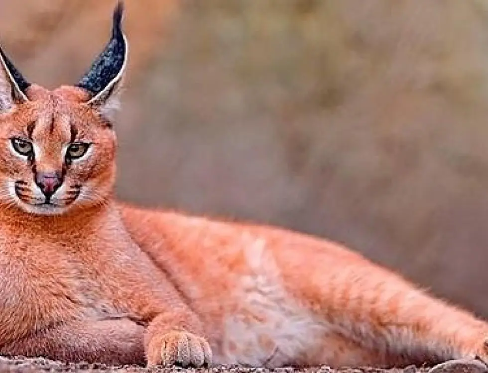 7 extrañas especies de gato que no sabías que existían