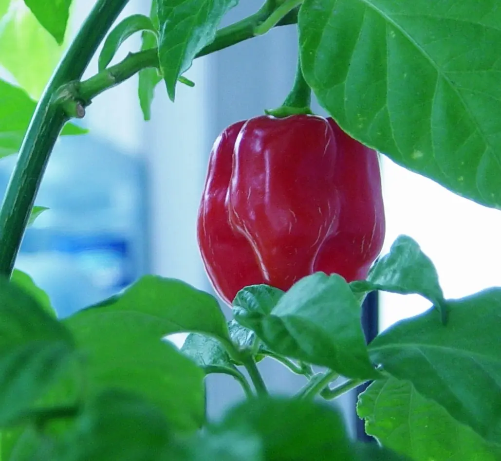 Chiles, Ajíes (Capsicum) Info + Ranking