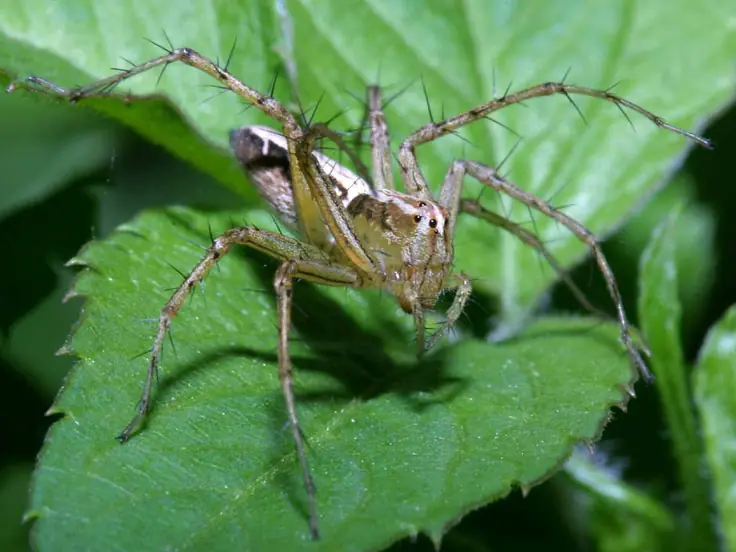 viuda negra arana