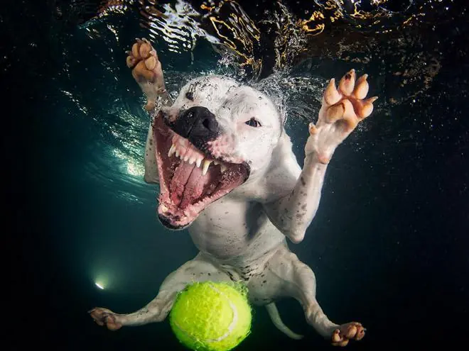 perros