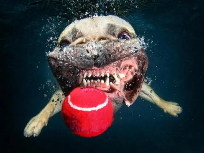 Simpáticas fotos de perros entrando al agua y nadando