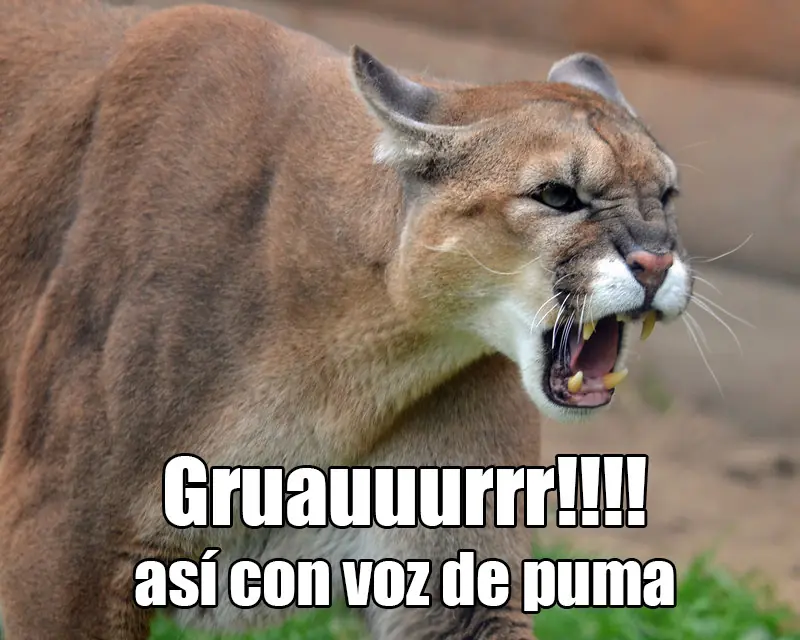 puma argentina