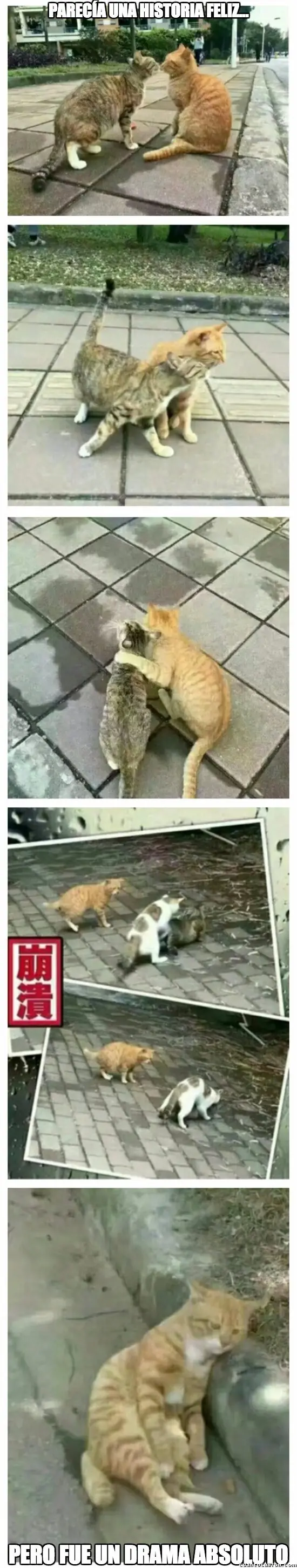 Imagenes divertidas para linces nocturnos 13 +5 si te ries