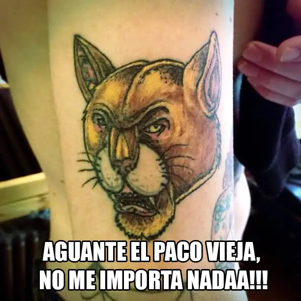 pumas