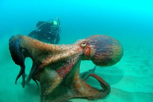 Después de ver estas 15 fotos no pondrás un pie en el agua