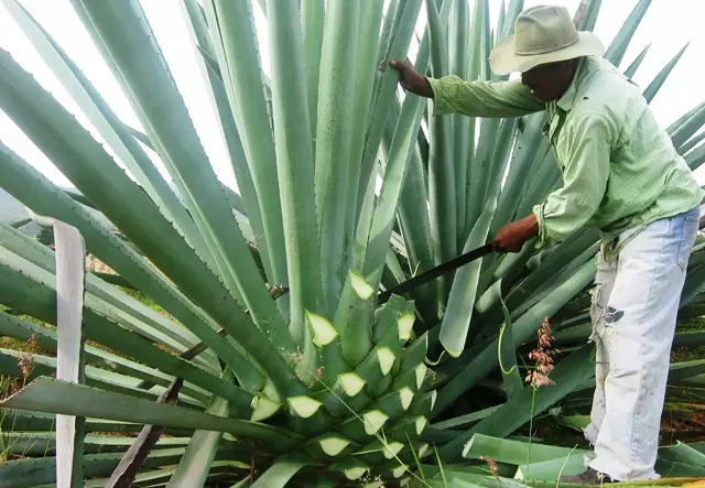 Bebidas de México con denominación de origen (mi 1er post)