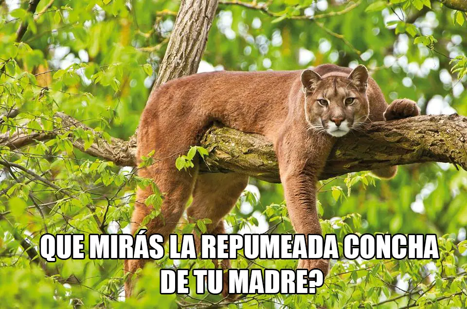 El poder puma!
