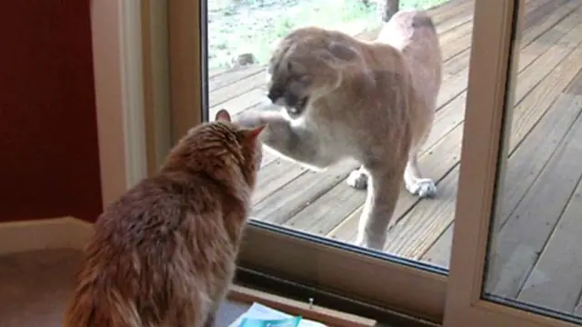 El poder puma!