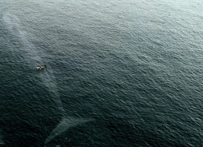 Después de ver estas 15 fotos no pondrás un pie en el agua