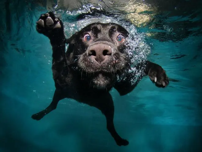 Simpáticas fotos de perros entrando al agua y nadando
