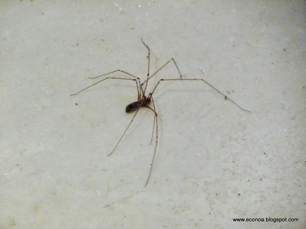 viuda negra arana