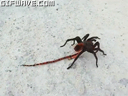 Las 20 Arañas mas Extrañas del Mundo + Gifs