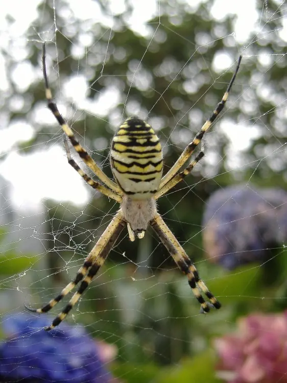 aranas del jardin