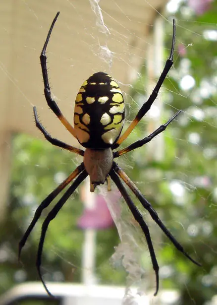 viuda negra arana