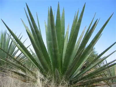 Bebidas de México con denominación de origen (mi 1er post)