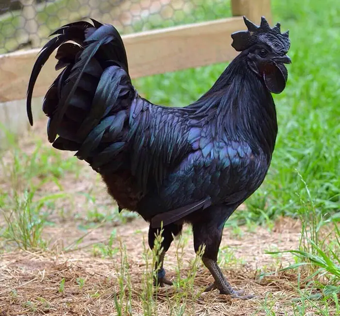 gallo