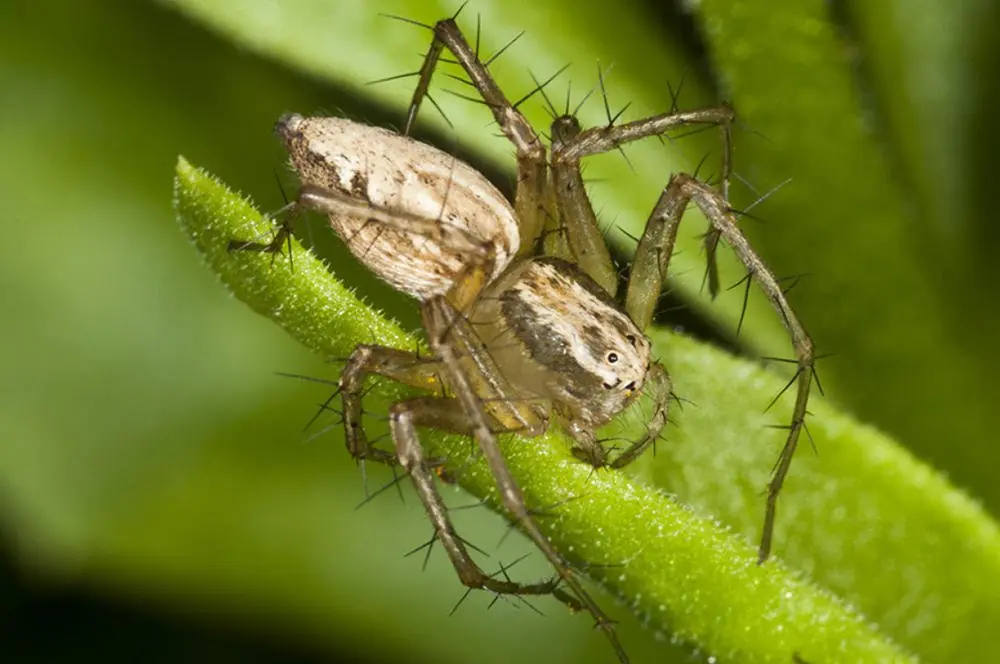 aranas del jardin