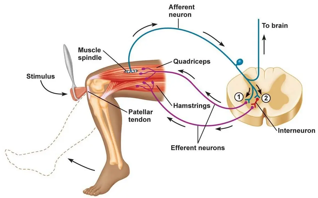 Aprende a bugear tu cuerpo con estos reflejos!