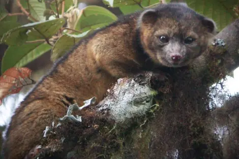 Descubren un nuevo carnívoro en Sudamérica..
