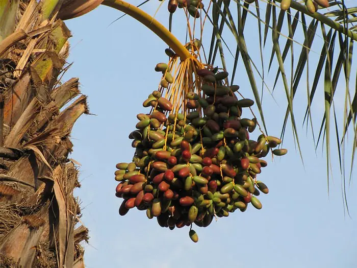 FRUTAS