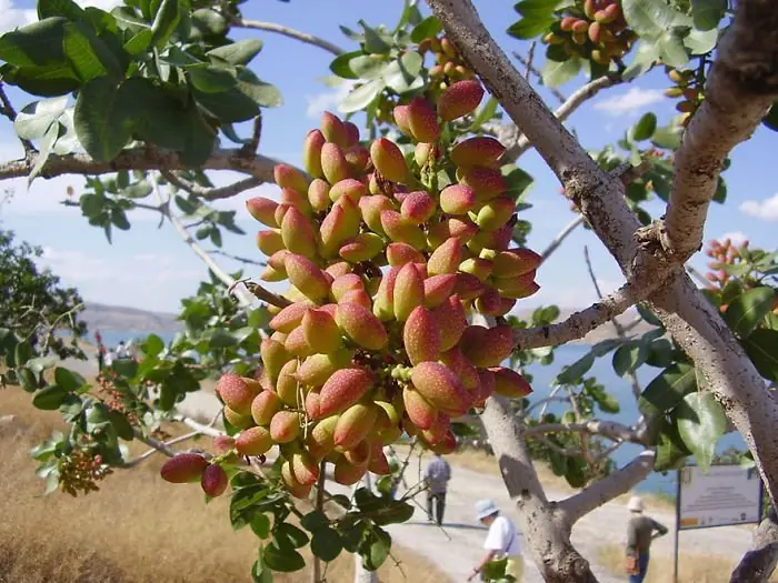 ALIMENTOS