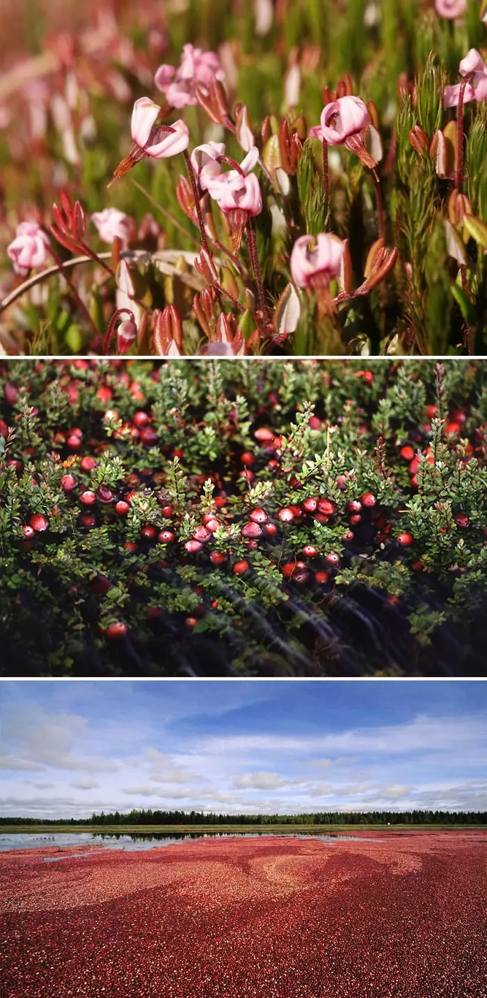 FRUTAS